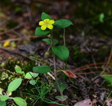 小茄(小村金黄。)