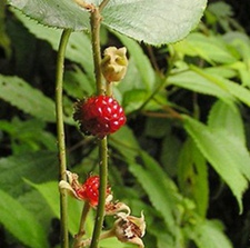 太平莓(老虎扭。)