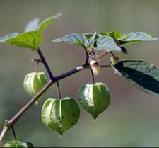 鬼灯笼(虎灯笼、白灯笼(《生草药性备要》)，苦灯笼(《岭南采药录》)，红灯笼、红羊米青(《陆川本草》)，红花路边青、夜鬼灯笼、土羚羊(《南宁市药物志》)，岗灯笼(广州部队《常用中草药手册》)。)