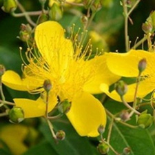 芒种花(金丝桃(《滇南本草》)，洱海连翘(《滇黔记游》)，猪牳柳(《质问本草》)，云南连翘(《植物名实图考》)，蜂子王、细连翘(《湖南药物志》)，大过路黄(《贵州民间方药集》)，小黄花、黄花香、黄香果、土连乔、山栀子、栽秧花(《云南中草药》)。)