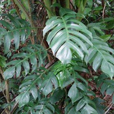 麒麟尾(狮尾草(《岭南采药录》)，蓬莱蕉、龟背竹(《广州植物志》)，羽叶藤、过山标(《广西药植名录》)，上树百足、上树蜈蚣(《梧州草药及常见病多发病处方选》)。)