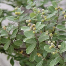 蔓荆子叶(白背叶(《岭南采药录》)。)