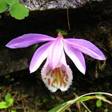 独叶一枝花(雨流星草、肾子草(《贵州草药》)。)