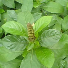 大驳骨(大还魂(《广州植物志》)，龙头草(《广西药植名录》)，大驳骨消、大驳骨丹、大骨风、接骨木、大骨碎、大骨节草、大接骨(《广西中草药》)。)