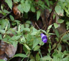 小地扭(飞疔药、元叶母草、五角苓)