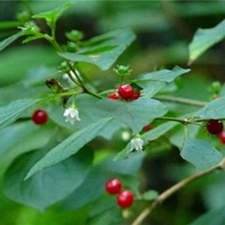 红丝线(红蓝、山蓝(广州部队《常用中草药手册》)，青红线(《常用中草药彩色图谱》)。)