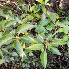 杠香藤(木贼枫藤(《浙扛天目山药植志》)，万刺藤、犁头枫(金华《常用中草药单方验方选编》)，黄豆树(《中国高等植物图鉴》)。)