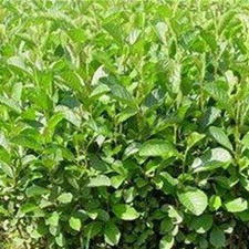 蒙自赤杨(桤木、旱冬瓜树、水冬瓜树(《云南思茅中草药选》)，蒙自桤木(《中国高等植物图鉴》)。)