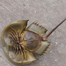 鲎尾