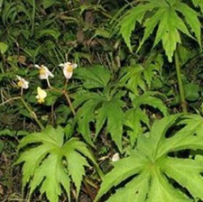 对节叶根