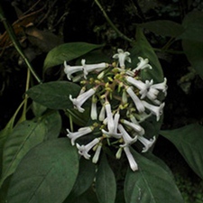 蛇根草(四季花、雪里开花(《浙江民间草药》)，雪里梅(《浙江民间常用草药》)。)