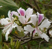 老白花(白花羊蹄甲(《云南思茅中草药选》)；红花紫荆，红紫荆、弯叶树(《中国高等植物图鉴》)，埋修(傣名)。)