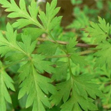 还亮草(还魂草、对叉草、蝴蝶菊(《植物名实图考》)，鱼灯苏、车子野芫荽(《浙江天目山药植志》)，飞燕草、峨山草乌(江西《草药手册》)。)