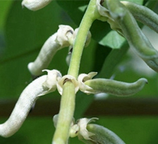 狗爪豆(狗踭豆(《中国主要植物图说·豆科》)，白黎豆(《中国种子植物分类学》)，龙爪豆、猫爪豆(《浙江天目山药植志》)，猫豆(《广西药植名录》)。)