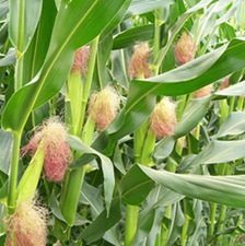 玉蜀黍叶(玉蜀黍)