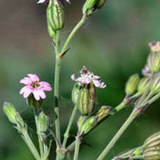 女娄菜(罐罐花、对叶草，对叶菜(《贵州草药》)。)