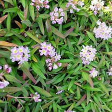 蓼子草(小毛蓼(《种子植物名称》)，小蓼子草、红蓼子(《四川中药志》)。)