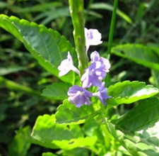 玉龙鞭(玉郎鞭(《广西民间常用草药》)，大种马鞭草、大兰草、假马鞭(广州部队《常用中草药手册》)。)