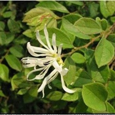 檵花(纸末花，鸡寄(《植物名实图考》)，白清明花(《福建民间草药》)，土墙花(《湖南药物志》)。)