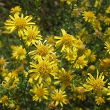 沙旋复花(绞蛆爬(《内蒙古中草药》)，秃女子草、黄喇嘛、黄花蒿、蓼子朴(《中国沙漠地区药用植物》)，额勒森-阿拉坦-都拉苏(蒙名)。)