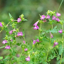 松蒿(糯蒿、土茵陈。)