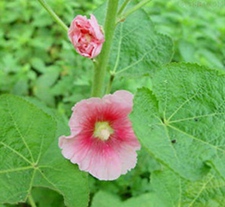 蜀葵子