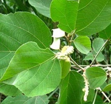 三条筋(柴桂、小华草、香叶子树)