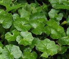 野马蹄草(关草、土灯草、水箭草、千子草)