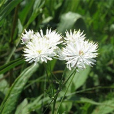 瓣蕊唐松草(花唐松草、马尾黄连、肾叶唐松草(《河北中药手册》)。)