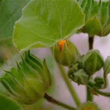 苘实(顷麻子(《产乳集验方》)，茼麻子(《圣济总录》)，空麻子(《江苏植药志》)，磨盘树子(《江西民间草药》)。)