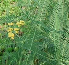 水皂角(关门草、山梅豆(《东北药植志》)，金豆子(《贵州民间方药集》)，水通(《民间常用草药汇编》)，山扁豆(《贵阳民间药草》)，山茶叶(《东北常用中草药手册》)。)