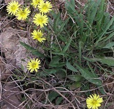 山苦荬(七托莲、小苦麦菜(《广西药植名录》)，苦菜、黄鼠草、小苦苣、活血草、隐血丹、小苦荬(《陕西中草药》)。)