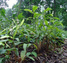 廉姜(葰(《广雅》)，姜汇(《吴都赋》)，山姜(《广州植物志》)，姜活，见秆风(《中国经济植物志》)，座杆、剑杆、大杆、姜叶淫羊霍(《贵州草药》)。)