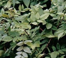 硬枝黑锁梅(锁梅、钻地风，疏风草(《滇南本草》)，黑锁梅(《植物名实图考》)，红刺泡、紫茵(《滇南本草》整理本)。)