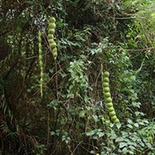 榼藤(过山枫、大血藤、过山龙、过江龙、扭骨风(《广西药植名录》)。)