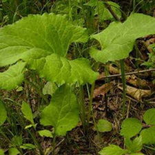 东风菜(仙白草、山蛤芦(《中国药植志》)，盘龙草、白云草(《湖南药物志》)，尖叶山苦荬、山白菜、小叶青(《浙江民间常用草药》)。)