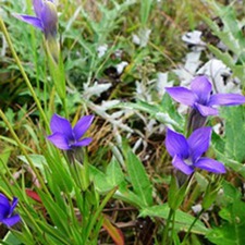 扁蕾(铁木尔-地格达(蒙名)。)