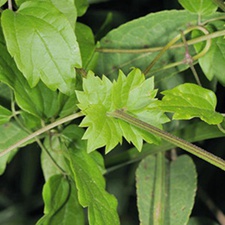 小蓑衣藤(小木通(《中国药植志》)。)