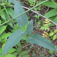 草威灵(小黑药、葳灵仙(《滇南本草》)，黑根(《贵州民间药物》)，草灵仙(《昆明民间常用草药》)，铜脚葳灵(《云南中草药选》)，黑威灵、铁脚威灵(《云南思茅中草药选》)，黑升麻、小黑根(《云南经济植物》)。)