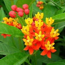 莲生桂子花(芳草花(《中国植物图鉴》)，金风花(《广州植物志》)，莲生桂子草、七姊妹(《福建民间草药》)，野鹤嘴(《广西中药志》)，状元红(《闽南民间草药》)，山桃花、水羊角(《广西植物名录》，草木棉(《贵州草药》)，细牛角仔树、羊角丽、唐棉(《南方主要有毒植物》)，竹林标、野辣子、金银花台(《云南中草药》)。)