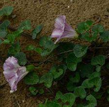 孝扇草根(扶子苗、滨旋花、孝扇草、沙马藤)