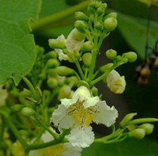 梓实(梓树果、水豆角果、楸树果、蛔虫树果、木王果)