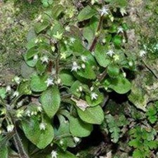 光板猫叶草(石苋菜、龙鳞草、毛舌辣草、大叶火焰草)