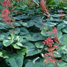 赪桐叶(红蜻蜒叶(《中国药植图鉴》)。)