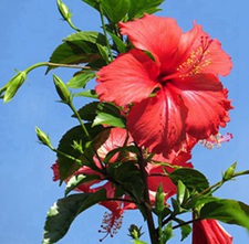 扶桑花(花上花(《南越笔记》)，大红花(《汉英韵府》)，土红花(《陆川本草》)，大红牡丹花、吊钟花(《南宁市药物志》)。)